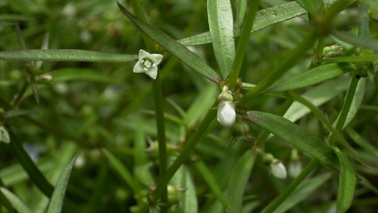 Cây Lưỡi rắn trắng. Hedyotis diffusa Willd; - Cây Thuốc Nam Quanh Ta